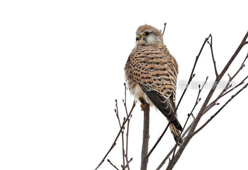 普通Kestrel (Falco tinnunculus)